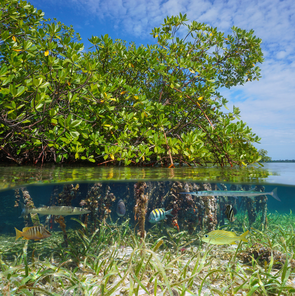 Endroits mangrove guadeloup