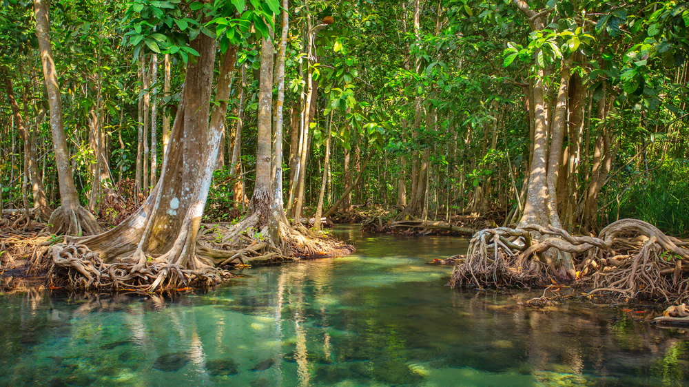 Mangrove Guadeloupe