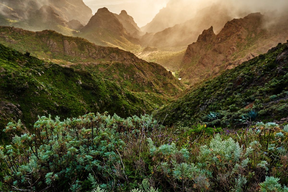 Forêt de Teno