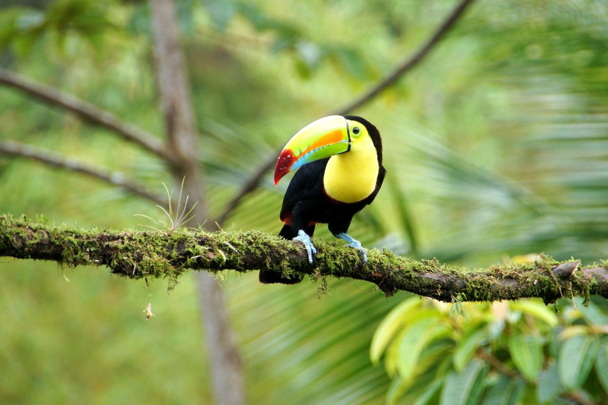 Costa Rica écoresponsable