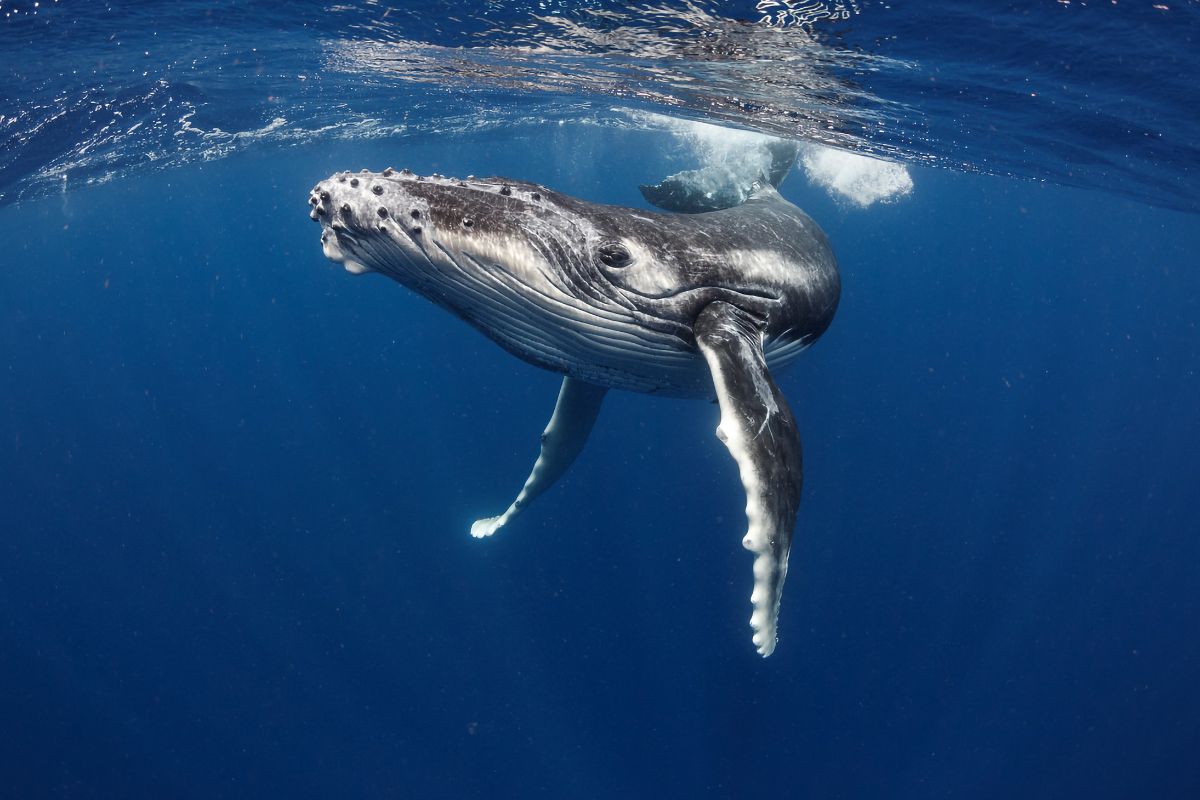 Observer les baleines costa rica