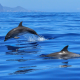 Où voir des dauphins en France ? Toutes nos astuces pour voir l’animal nager en mer près des côtes !