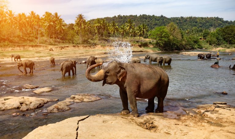 Quand partir au Sri Lanka