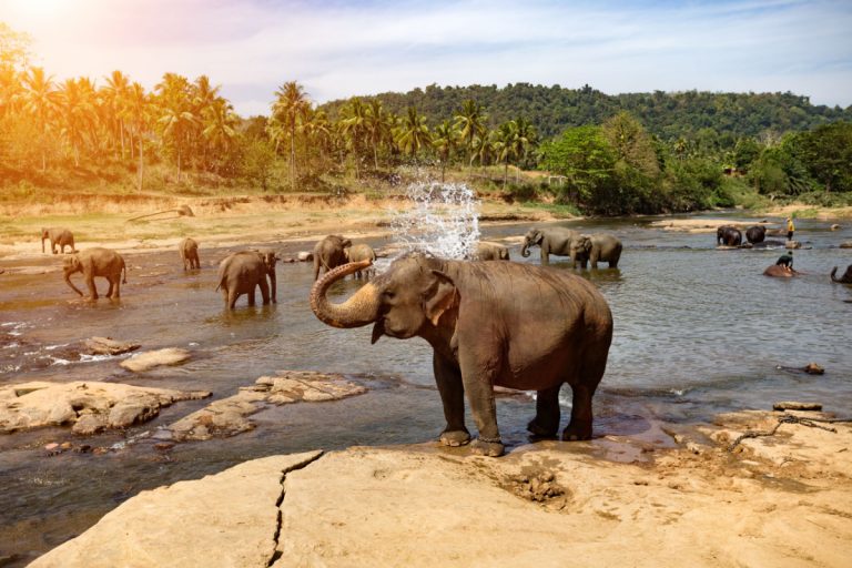 Quand partir au Sri Lanka