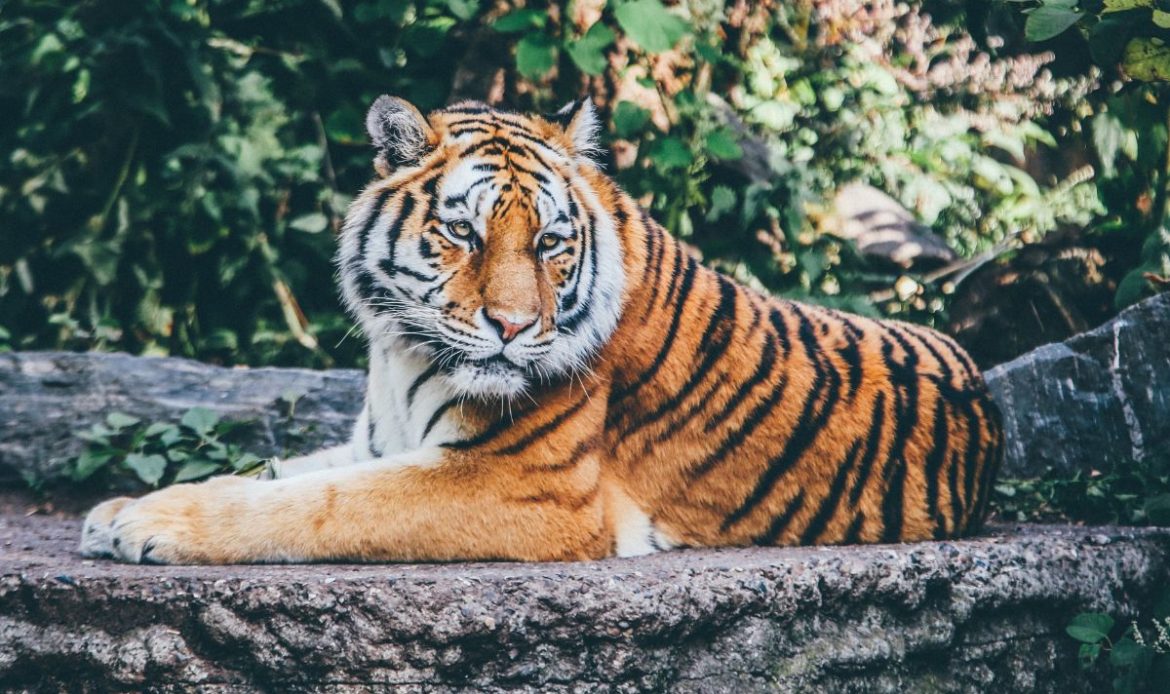 zoo de Ljubljana