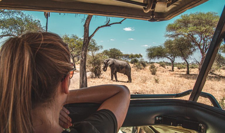 safari