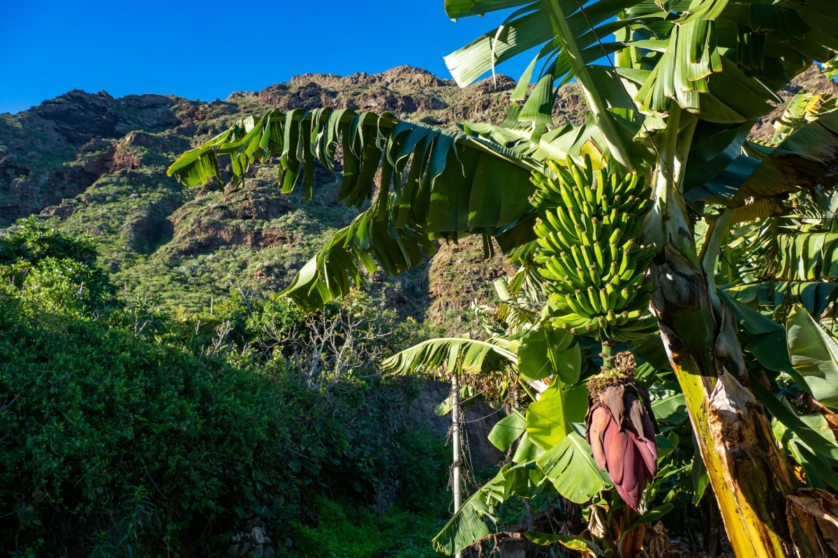 les canaries