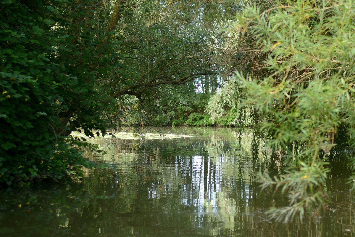 Marais de Saint-Omer