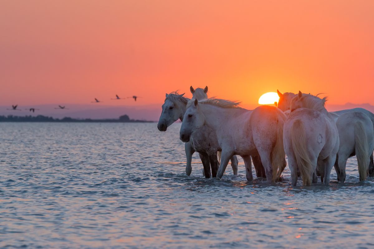 balade à cheval dans la Camargue