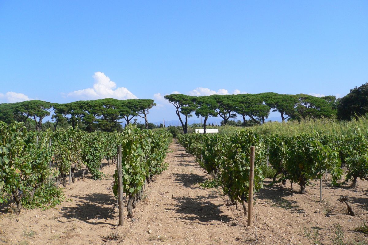 Domaine Viticole Porquerolles