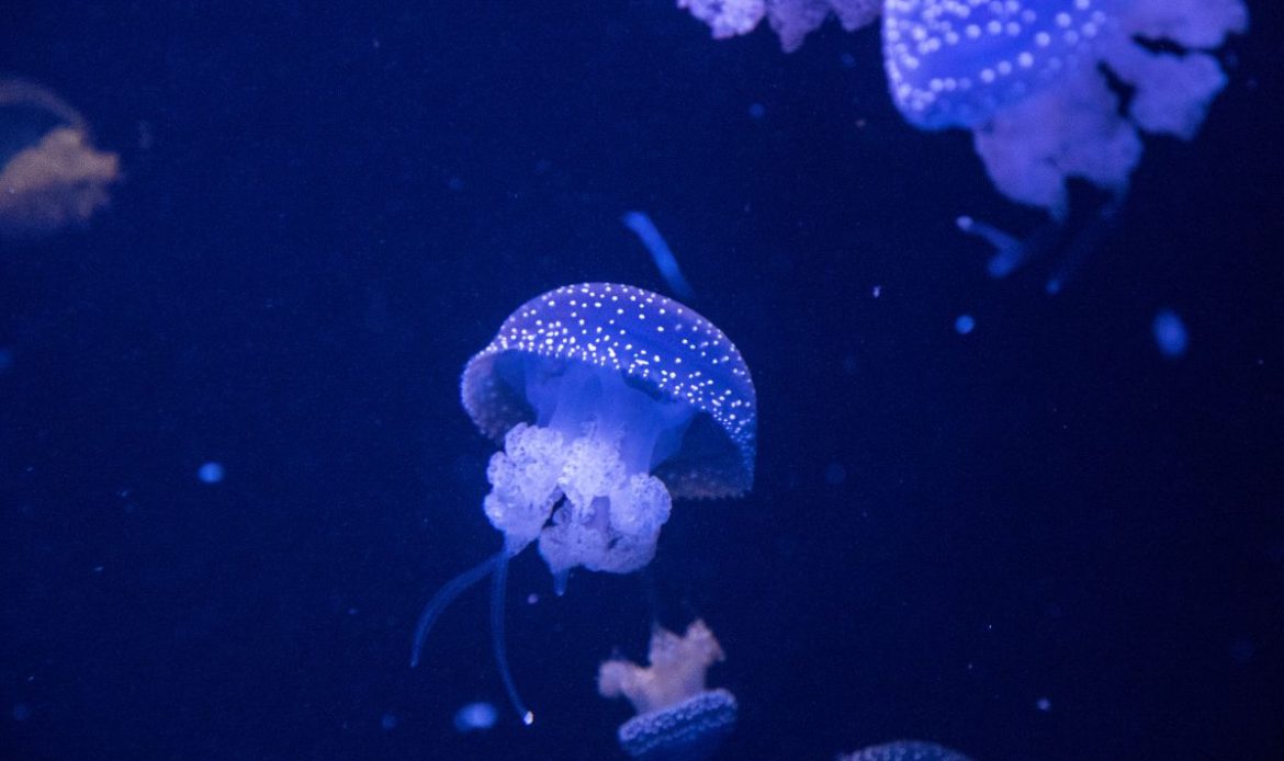 Oceanário de Lisboa