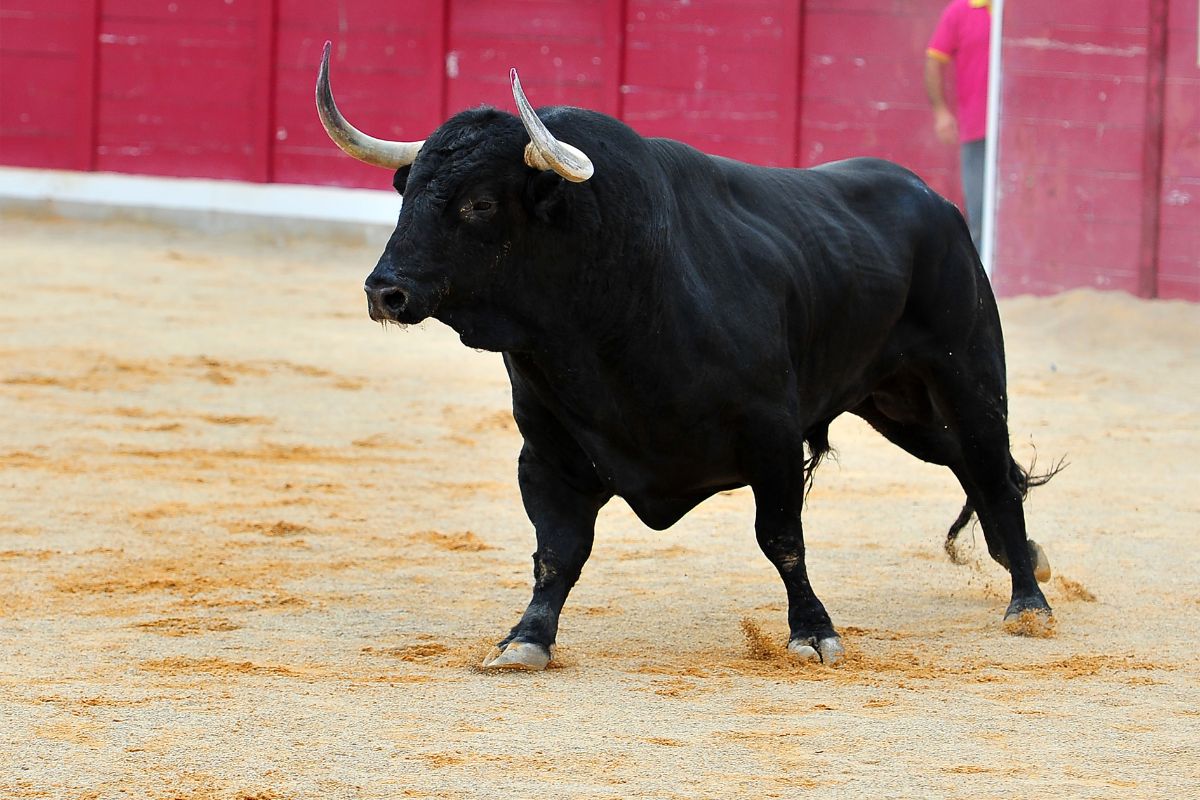 taureau lors d'une corrida 