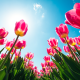 Champs de Tulipes au Pays Bas : Où et comment les voir ?