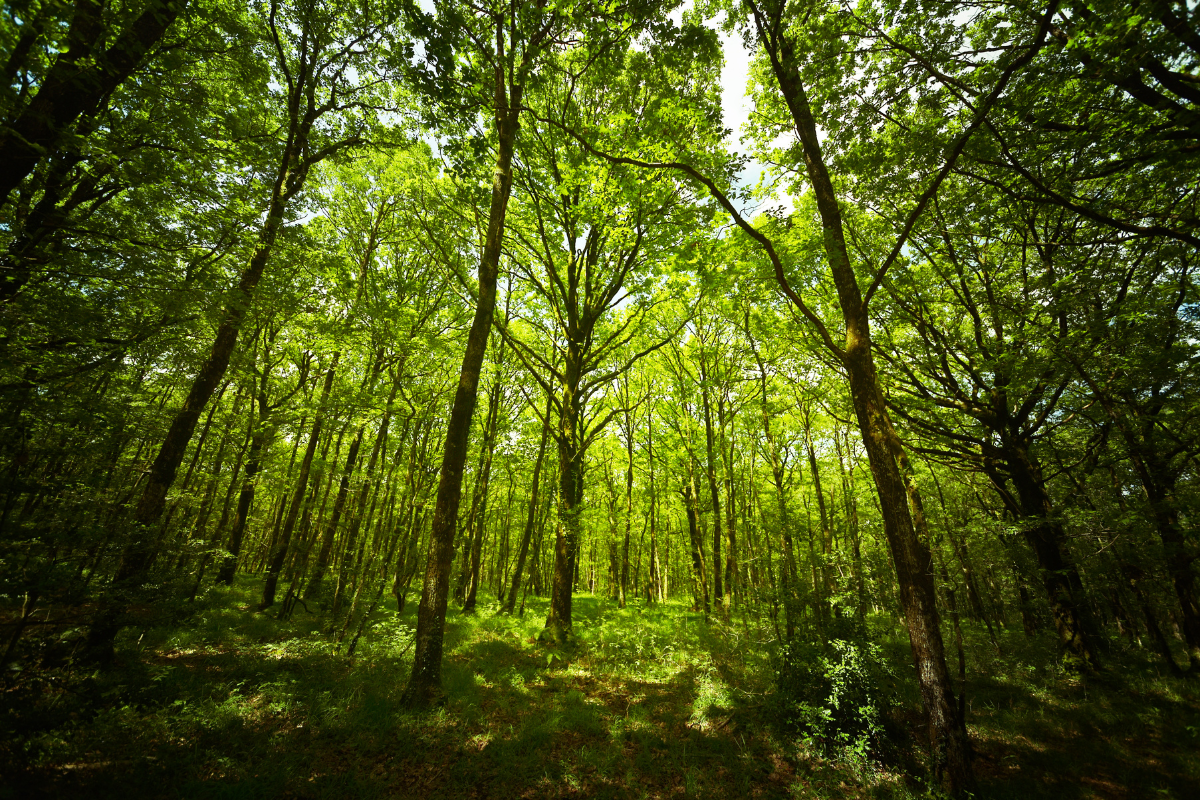 La forêt de Brocéliande