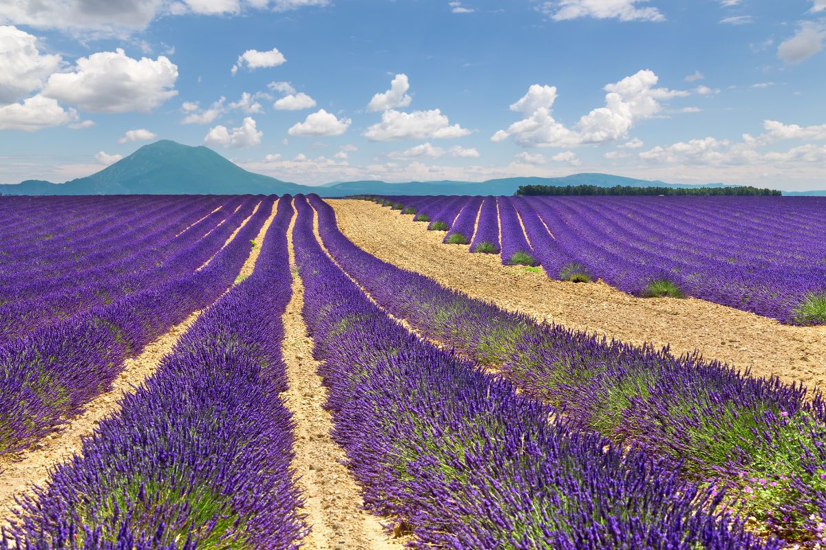 Valensole