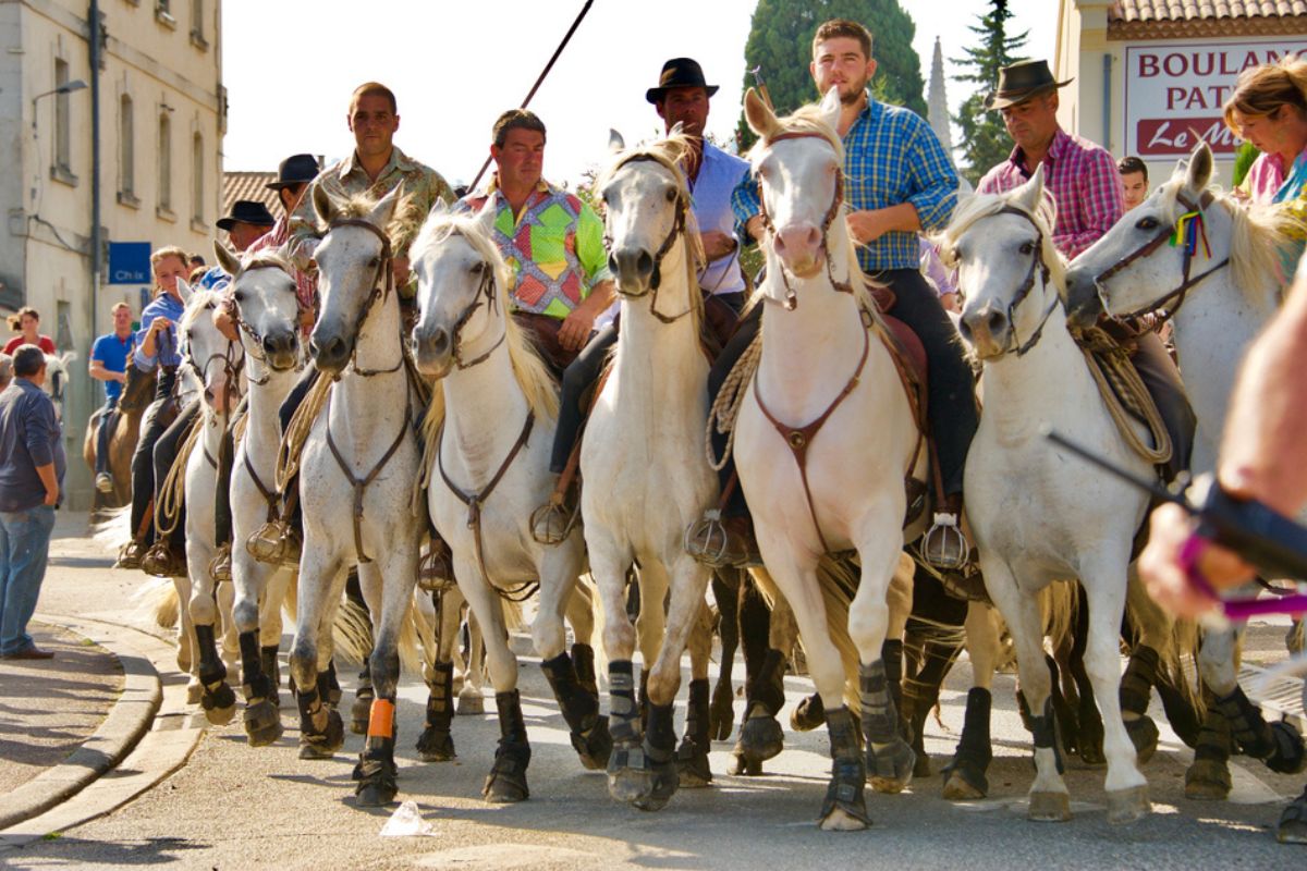 chevaux 