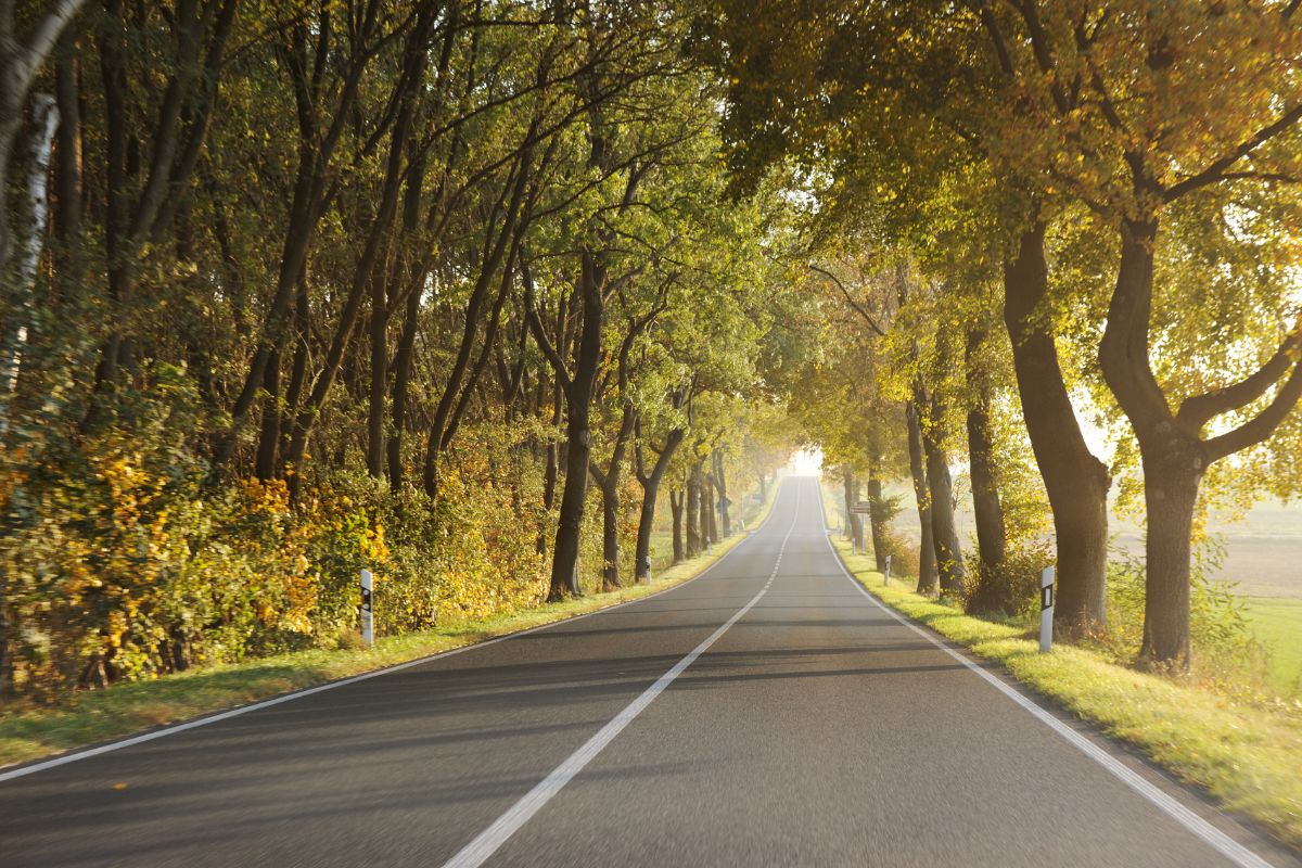 Route dans la forêt 