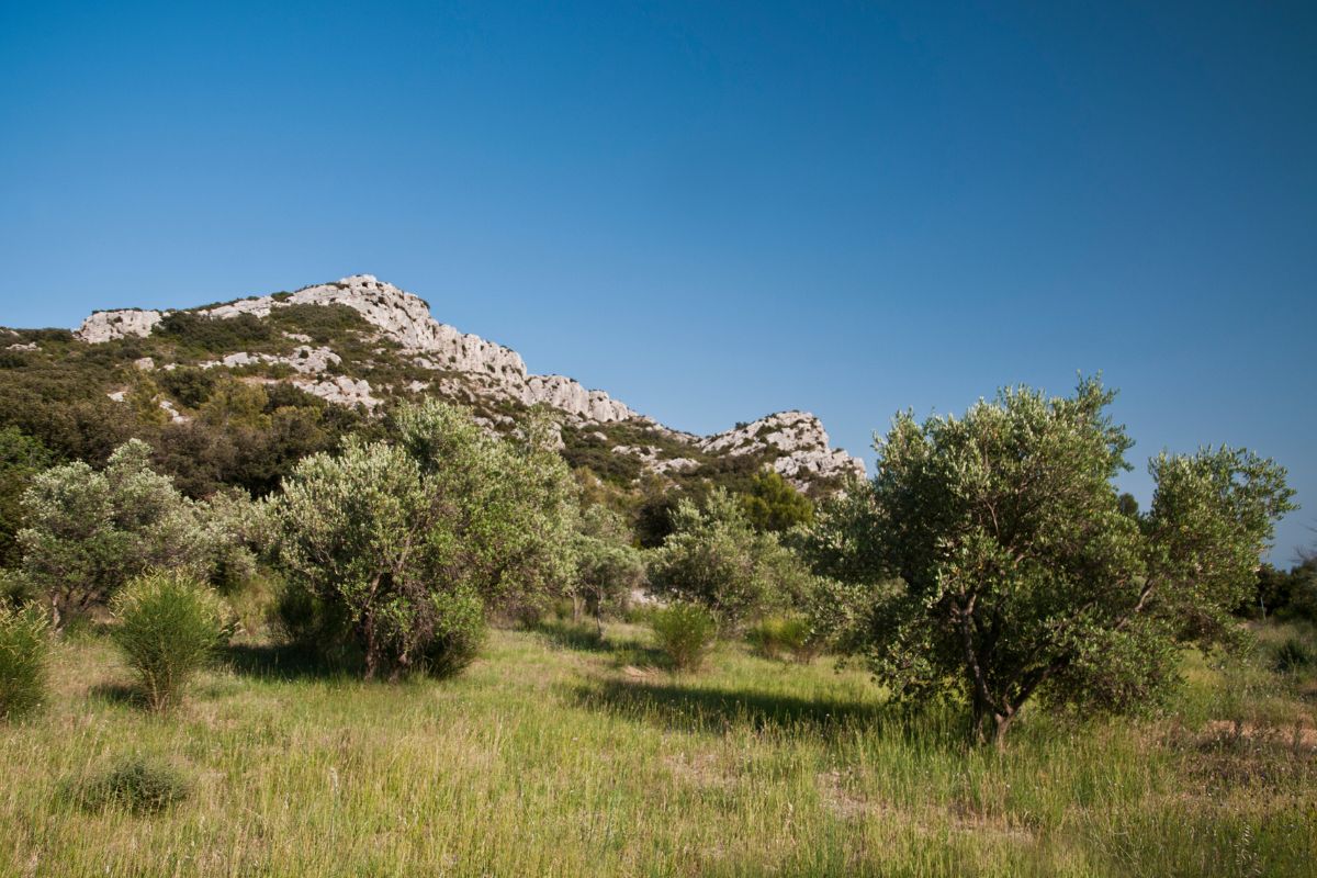 Alpilles