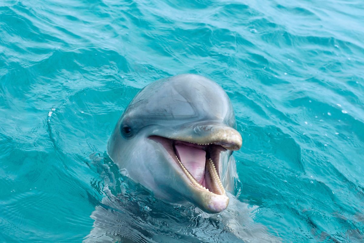 ou-voir-dauphin-bretagne