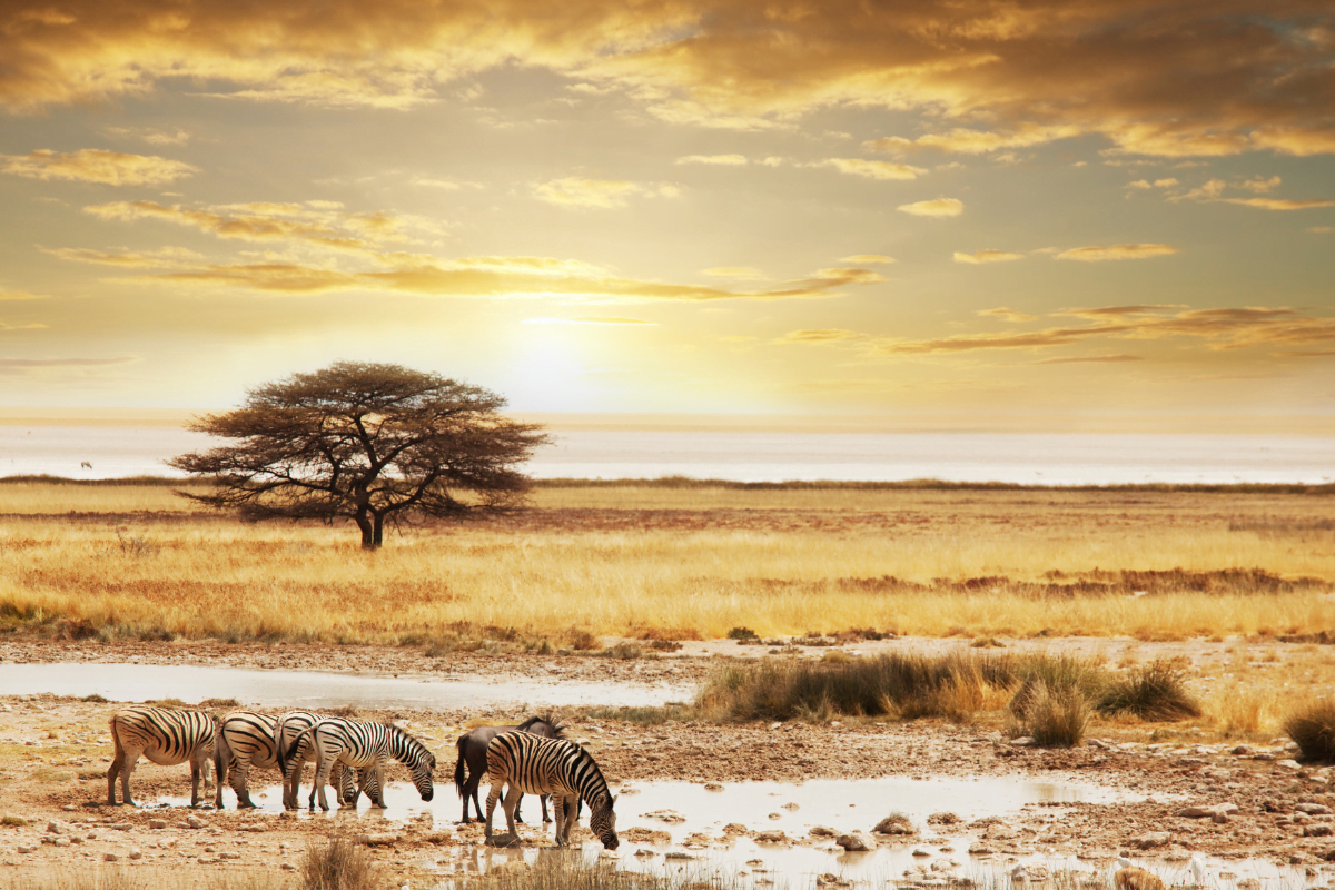 safari-afrique-du-sud