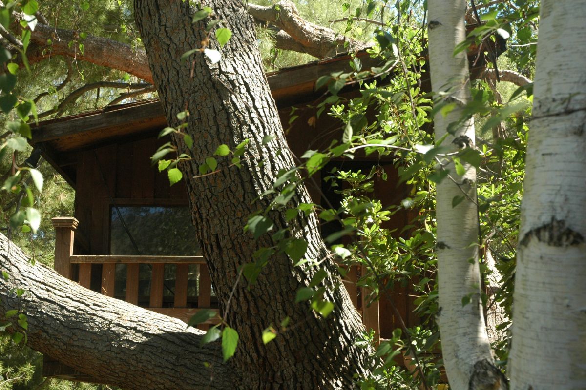 cabane-arbre-auvergne