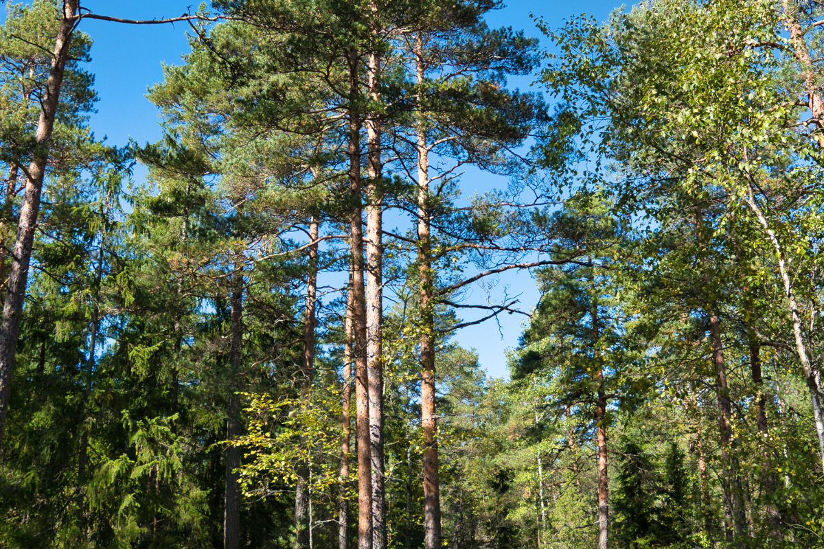 parc-national-finlande