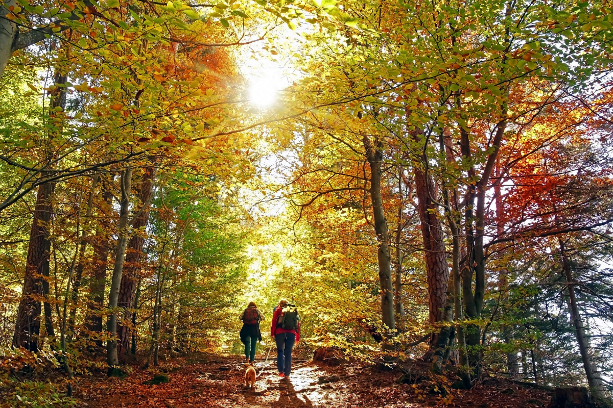 foret-bretagne