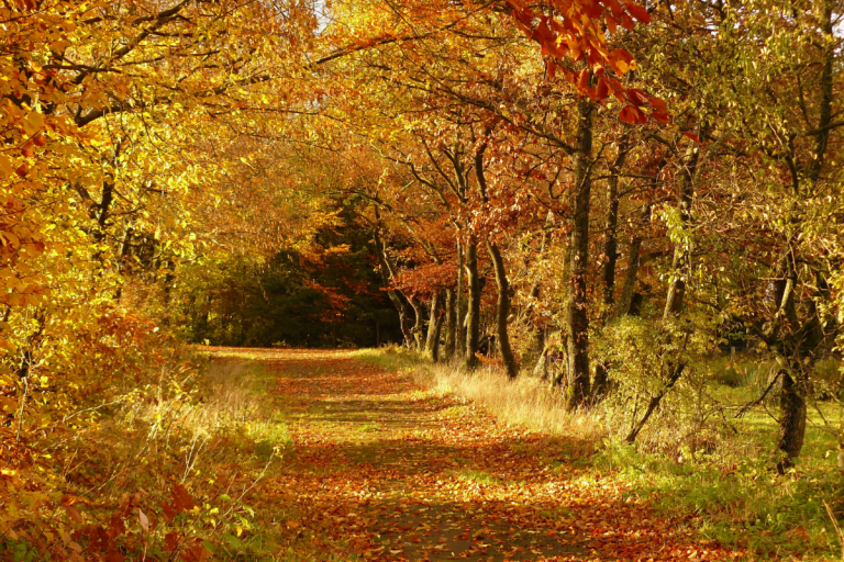 foret-bretagne