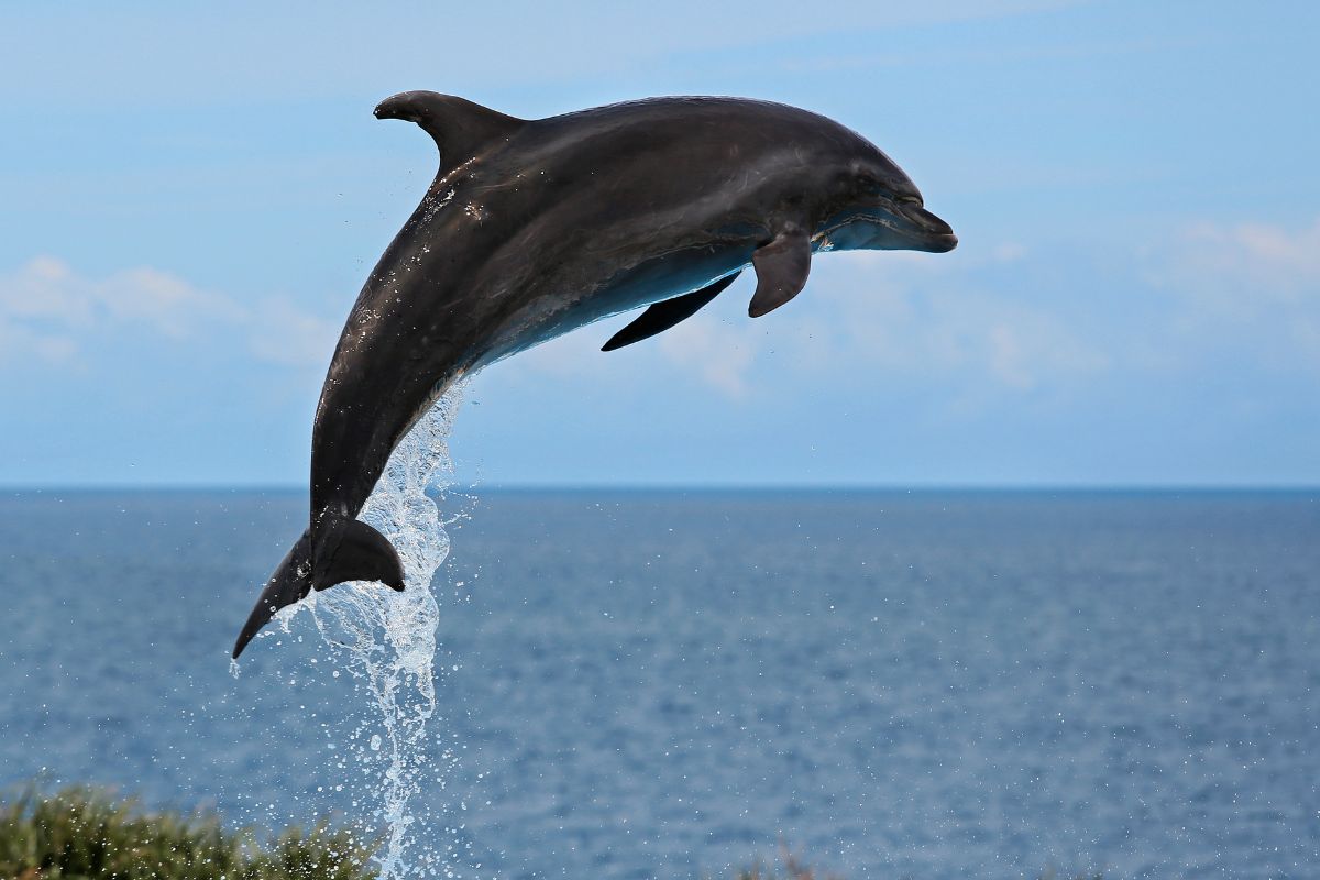 ou-voir-dauphin-bretagne