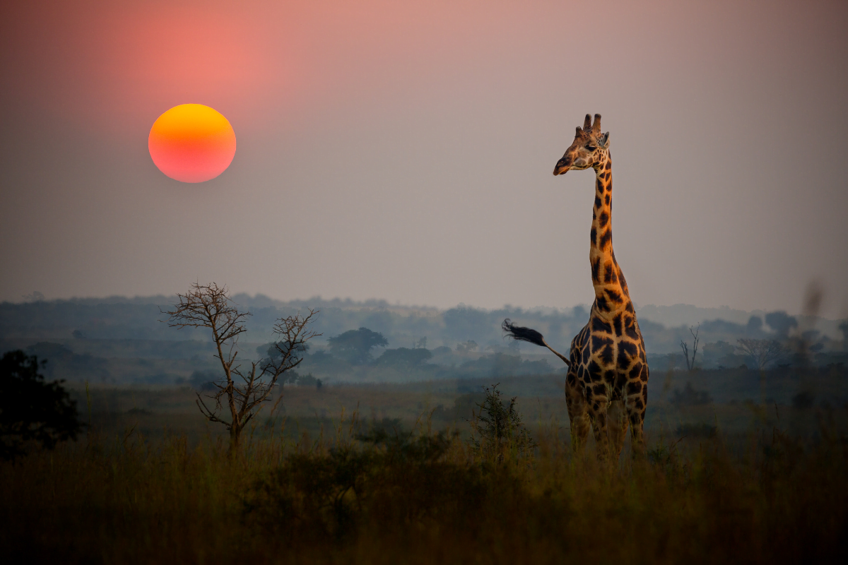 safari-afrique-du-sud