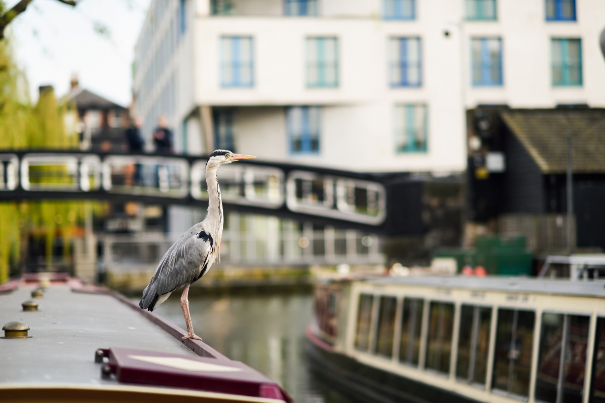 insolite-londres