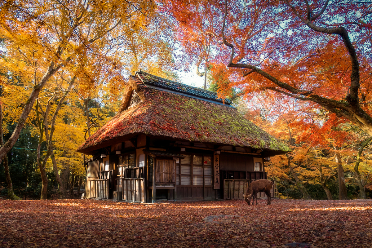 Japon-14-jours