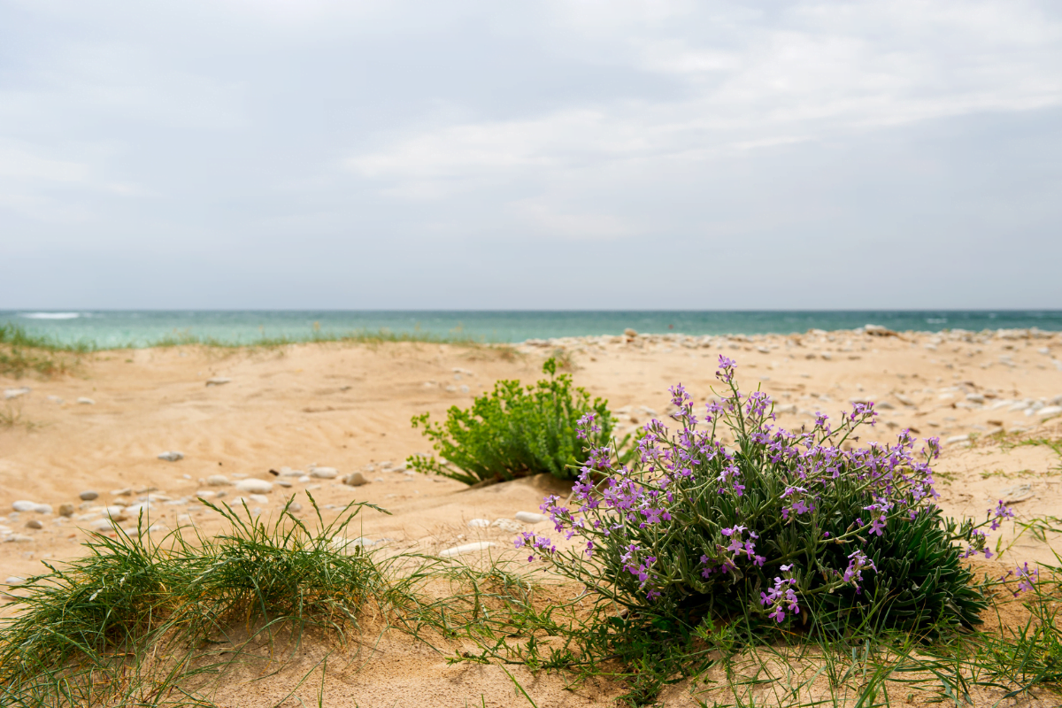 visiter-ile-oleron-3-jours