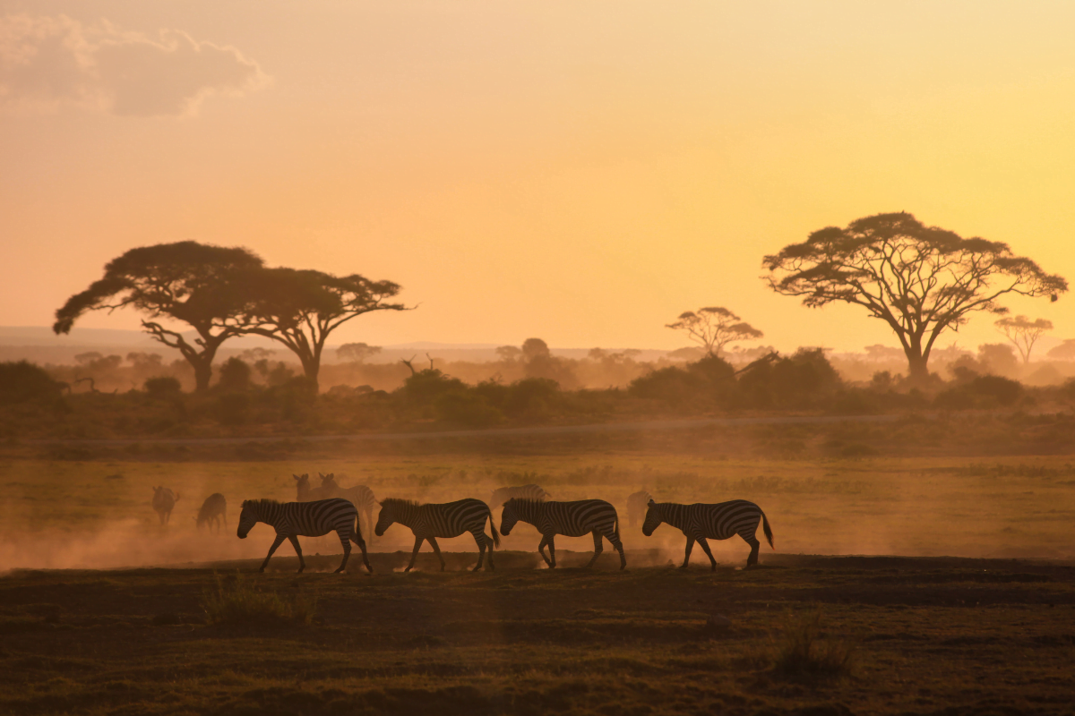 safari-afrique-du-sud