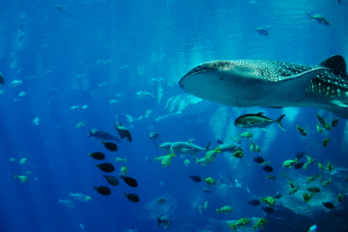 meileur-aquarium-france