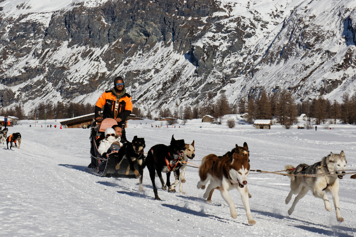 chien-traineau-laponie