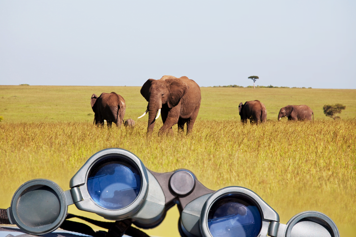 safari-afrique-du-sud