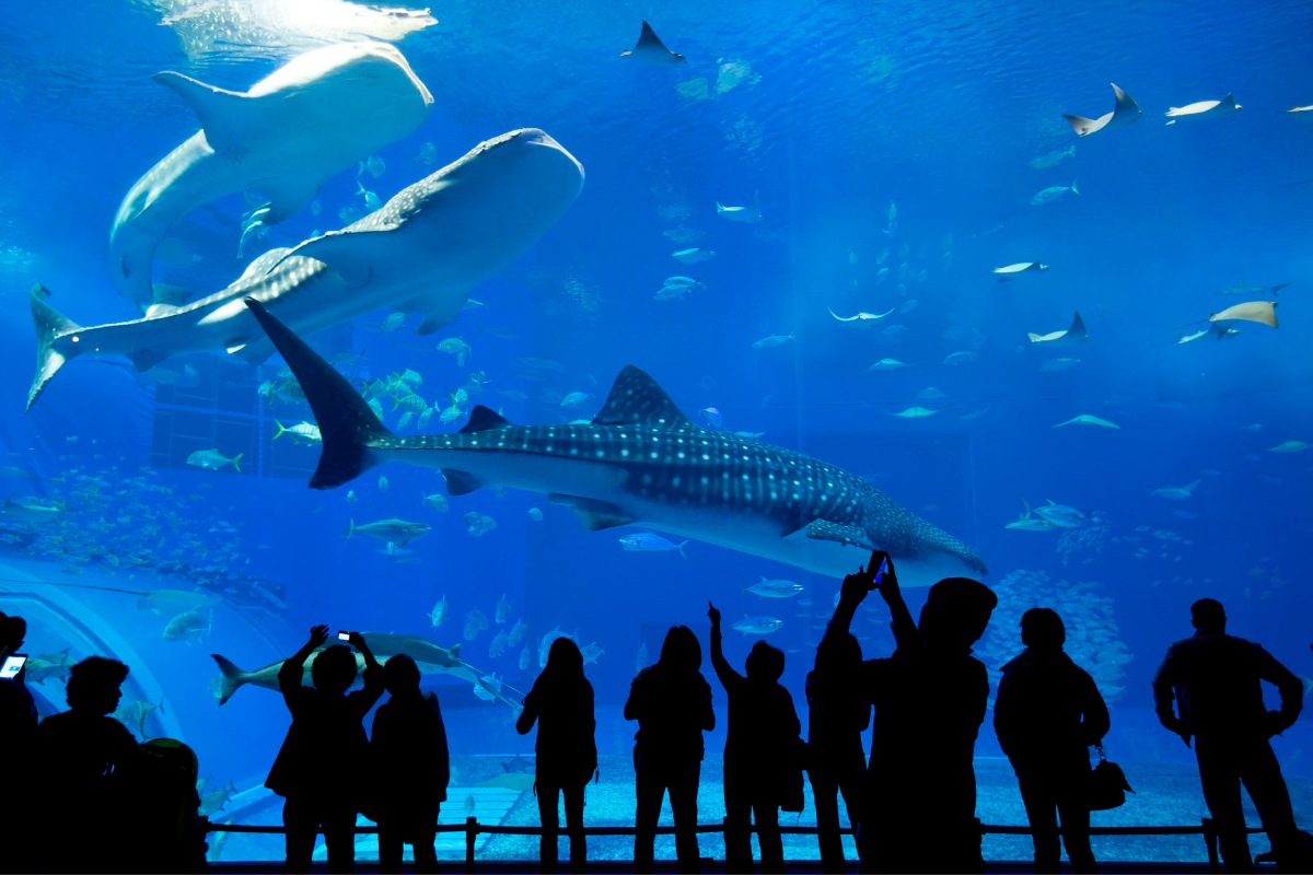 meileur-aquarium-france