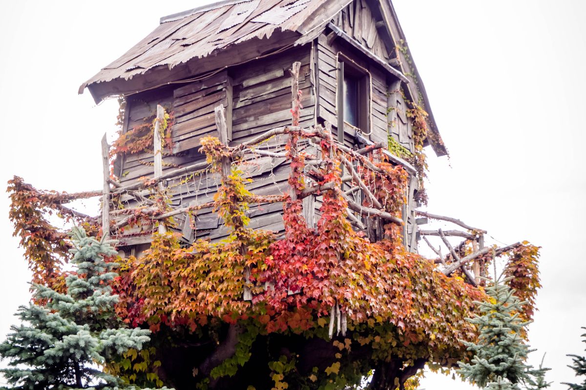 cabane-arbre-auvergne