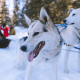 Les 5 meilleurs endroits pour faire du chien de traineau en Laponie