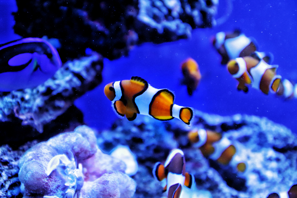 meilleur-aquarium-france