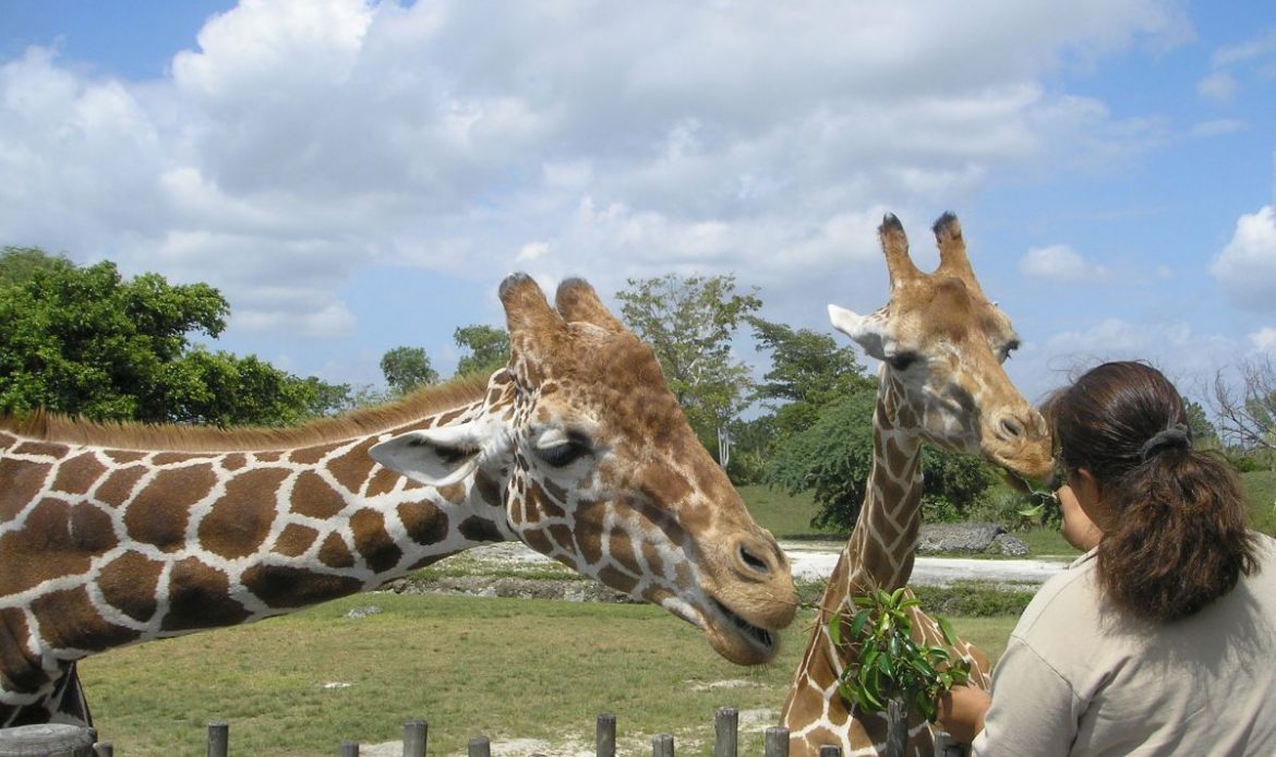 hotel-pres-zoo-beauval