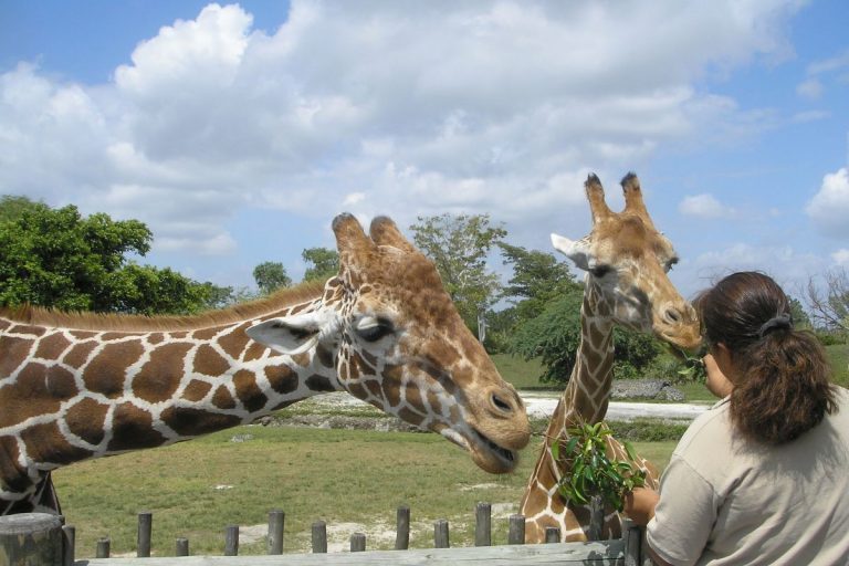 hotel-pres-zoo-beauval