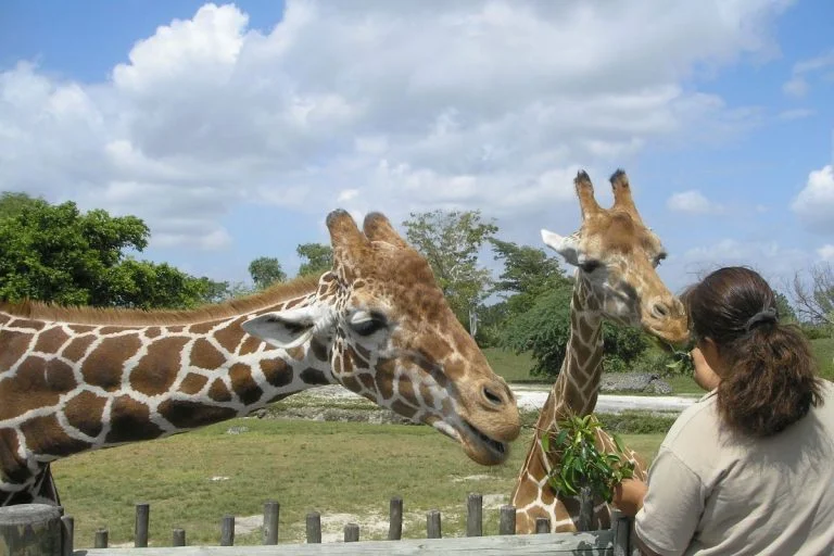 hotel-pres-zoo-beauval