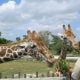 hotel-pres-zoo-beauval