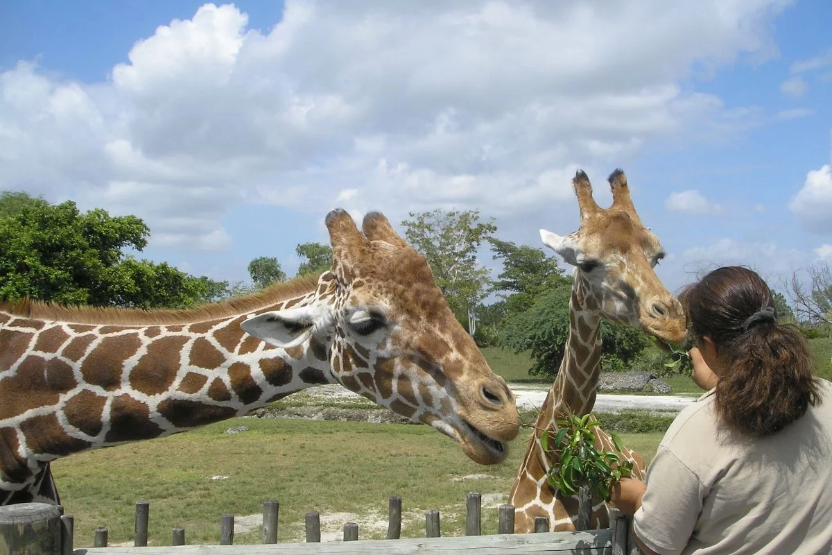 hotel-pres-zoo-beauval