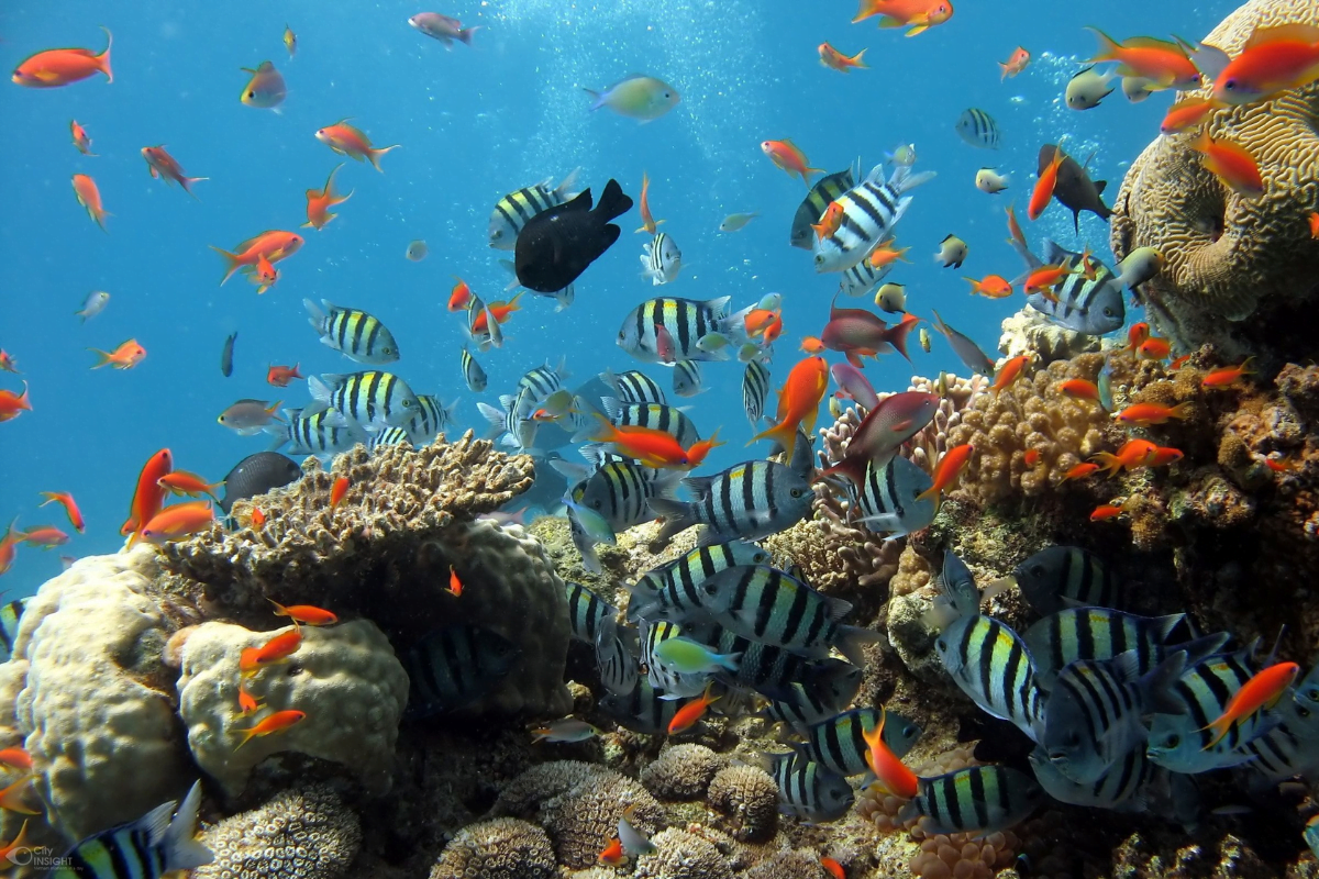 meilleur-aquarium-france