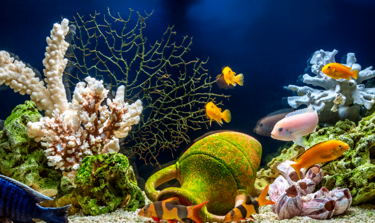 meilleur-aquarium-france