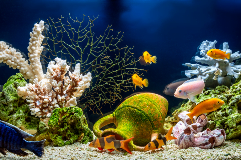 meilleur-aquarium-france