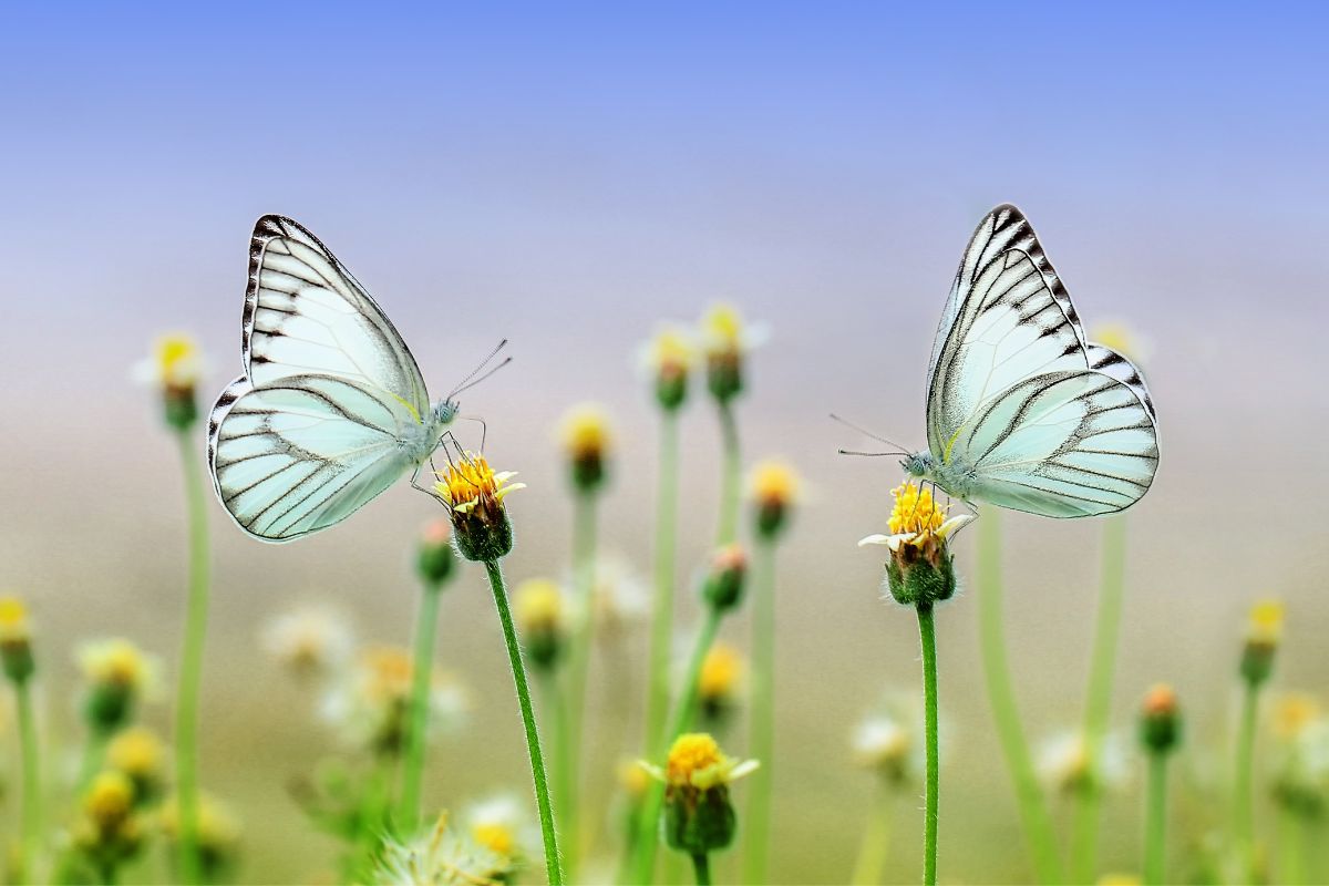 Butterfly Park